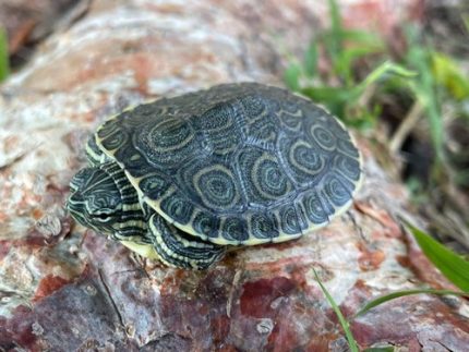 Peacock Slider Turtle for sale