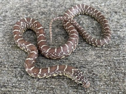 Peanut Butter Florida King Snake for sale