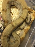 Pearl Island Boas for sale | SNakes at Sunset