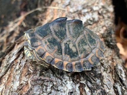 Pearl River Map Turtle