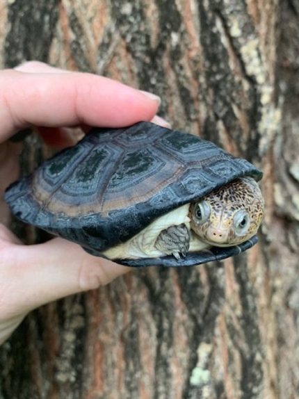 Pelusios upembae for sale