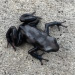 Pena Blanca Auratus Dart Frogs For Sale