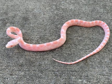 Peppermint Corn Snake for sale