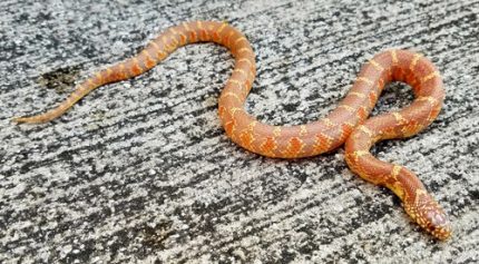 Super Lavender Albino Florida King Snake for sale