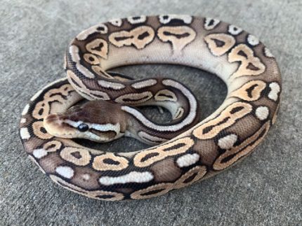Pewter Ball Python for sale