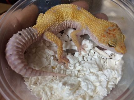 Adult Enigma Leopard Geckos (Eublepharis macularius)