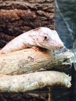 Baby False Chameleon for sale (Anolis barbatus)
