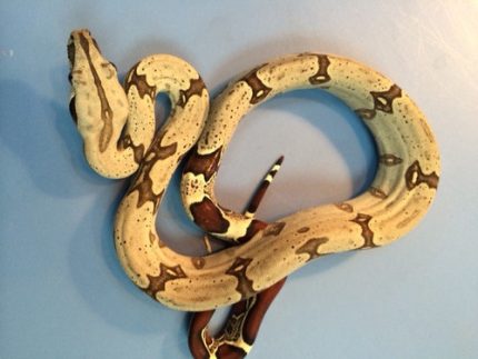 Peruvian Boa Constrictors for sale