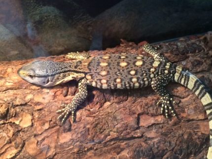 Baby Black Throat Monitors for sale -