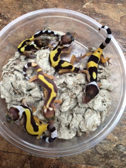 Unusual Leopard Geckos for sale