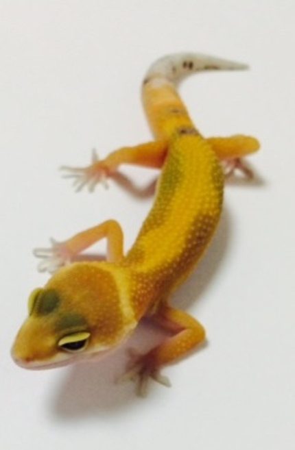 Jungle Hypo Tangerine Leopard Gecko for sale | Snakes at Sunset