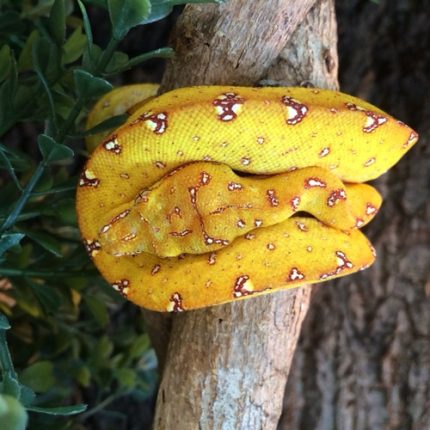 Green Tree Python for sale