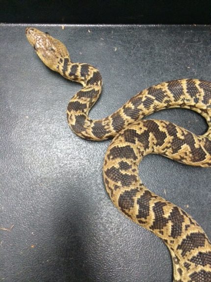 Cuban Boas for sale | Snakes at Sunset