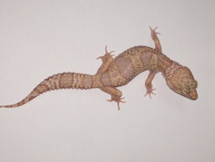 Albino Leopard Geckos for sale - females | Snakes at Sunset