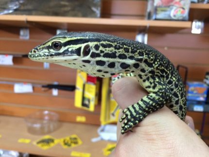 Argus Monitors for sale