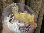 Adult Fancy Leopard Geckos for sale ( Eublepharis macularius)