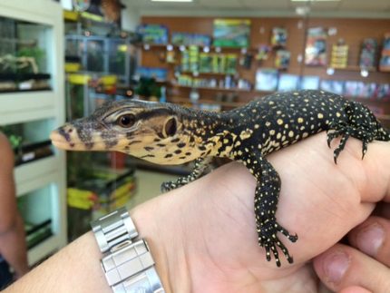 Water Monitors for sale