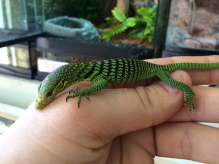 Baby Green Tree Monitors (Varanus viridis)