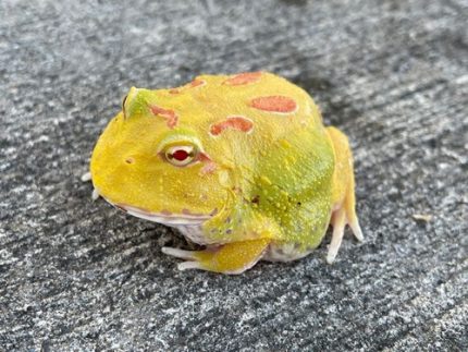 Pac Man Frog for sale | Snakes at Sunset