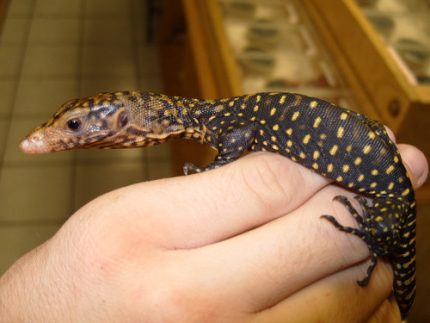 Yellow Monitor for sale