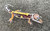 Leopard Geckos for sale | Snakes at Sunset