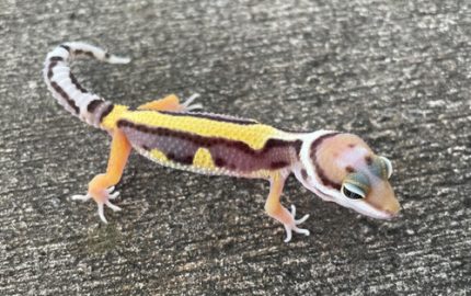 Leopard Geckos for sale | Snakes at Sunset