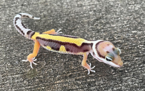 Leopard Geckos for sale | Snakes at Sunset Leopard Geckos for sale | Snakes at Sunset