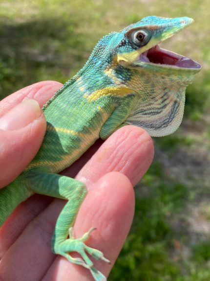 Blue Beauty Anole for sale