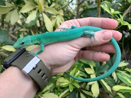 Gastrolophis prasinus - Green Keeled Lizards for sale