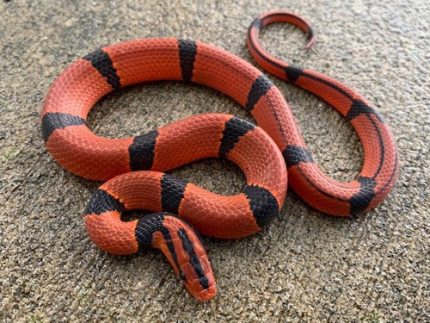 Red Mountain Bamboo Rat Snakes for sale (Oreocryptophis p. pulchra) MALES ONLY