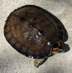 Spot Legged Wood Turtle