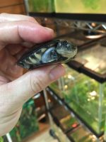 African Sideneck Turtle for sale (Pelomedusidae)