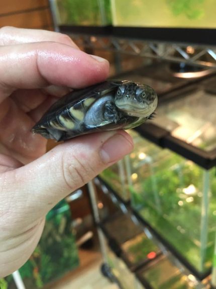 African Sideneck Turtle for sale (Pelomedusidae)