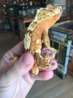 Crested Gecko for sale
