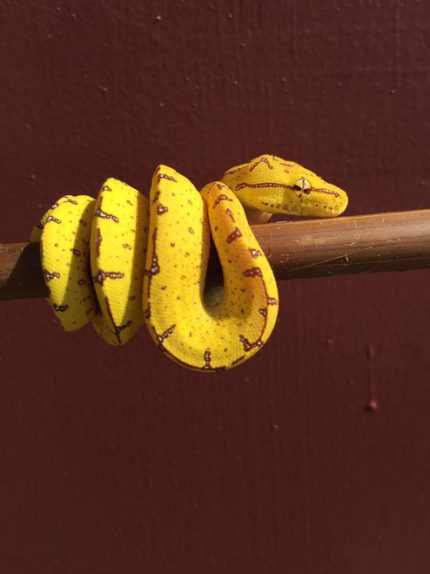 Manakwari  Green Tree Python for Sale (Morelia viridis)