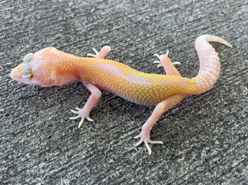 Raptor Snake Eyes Raptor Snake Eyes