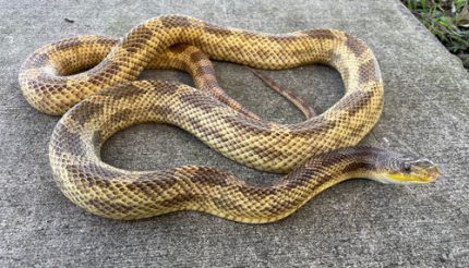 Misc. Adult Male Rat Snakes for sale
