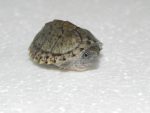 Razorback Musk Turtles for sale (Sternotherus carinatus)