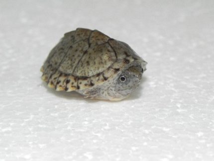Razorback Musk Turtles for sale (Sternotherus carinatus)