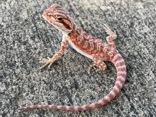 Smoking hot Red Bearded Dragons for sale - Pogona vitticeps Smoking hot Red Bearded Dragons for sale - Pogona vitticeps