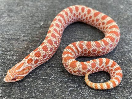 Red Albino Western Hognose Snake for sale