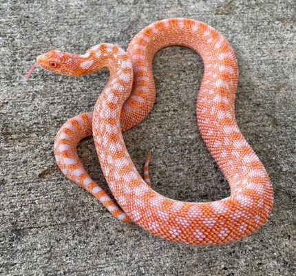 RED Albino Bull Snake for sale (Pitouphis catenifer sayi)