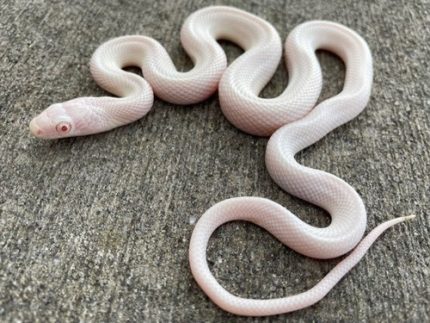 Red Eye Leucistic Texas Rat Snake for sale
