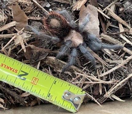 Mexican Red Rump Tarantula for sale