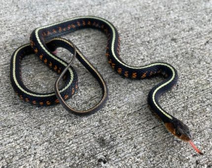 Red Sided Garter Snake for sale (Thamnophis sirtalis)