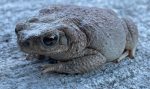 Red Spotted Toad (Anaxyrus punctatus)