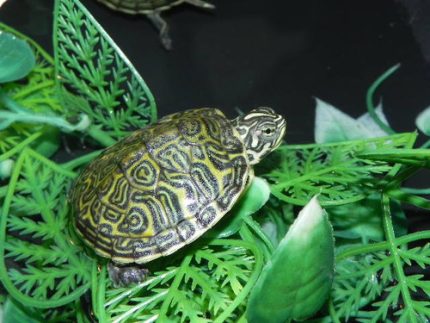 Florida Redbelly Turtle for Sale