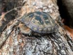 Red Cheek Mud Turtle