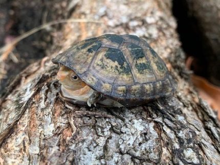 Red Cheek Mud Turtle