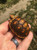 Fancy Red Foot Tortoise for sale (Chelonoidis carbonaria)